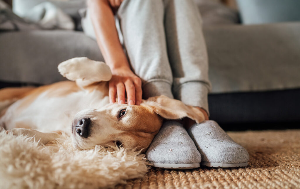 Hund und Mensch genießen Wohnkomfort dank Fußbodenheizung in Privathaus in Aachen
